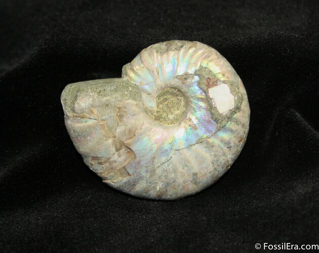 Iridescent Desmoceras latidorsatum Ammonite Fossil #740